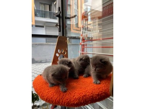 British shorthair 40 günlük yavrular 3 dişi ve 1 erkek
