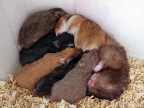 Aynı gün adrese teslim hamster yavru ve setleri