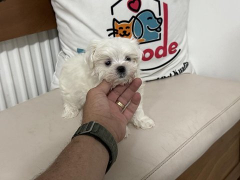 Ultra kalite tea cup kore kan maltese yavrumuz
