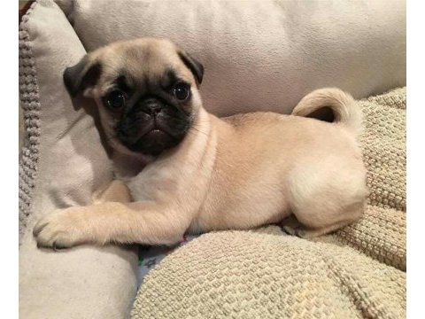 Üst segment gül kuyruk pug mops