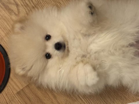 2 aylık erkek pomeranian