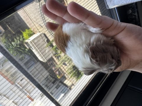 Dişi erkek ginepig yavrular antalya