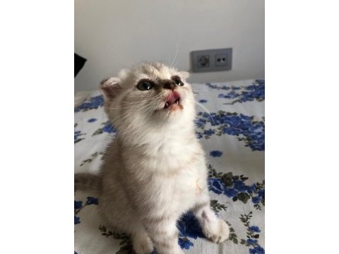 Safkan scottish fold erkek kedimiz
