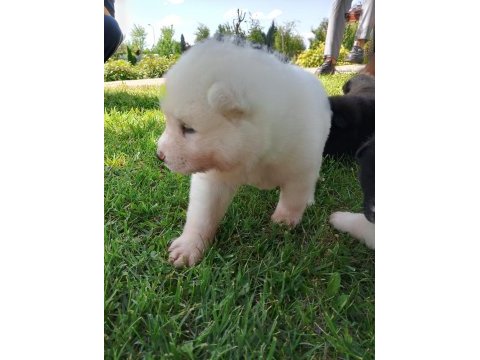 Orjinal safkan amerikan akita yavrularımız