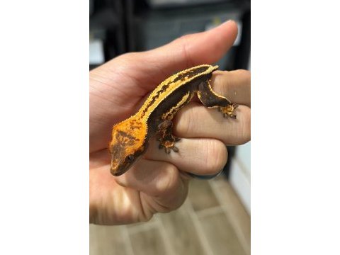 Sağlıklı crested geckolar