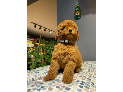 Ev ortamında büyüyen toy poodle bebekler