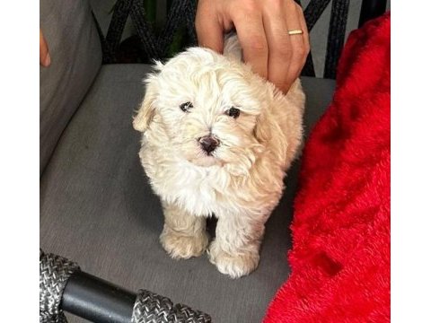 2 aylık orjinal maltipoo 0 numara