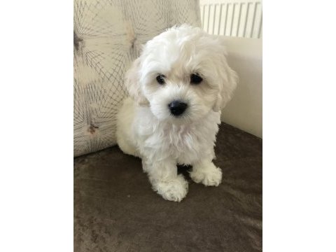 Güzellikte eşi benzeri yok orjınal maltese terrier