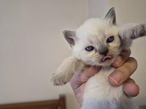 British yavrularımız yeni yuvalarını arıyor