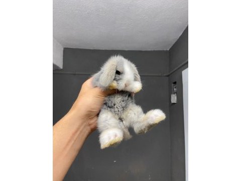 Hollanda lop tavşanlar her ile gönderim var