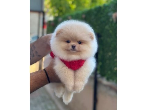 Minik pamuk topu pomeranian boo