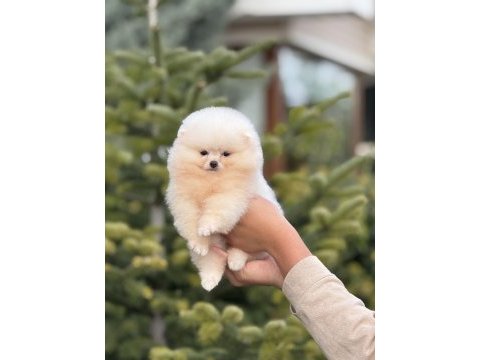 Baby face pomeranian yavrular