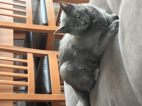 Mia kızımıza sahip arıyoruz russian blue