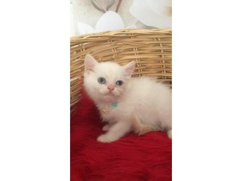 Küçük british shorthair miniğim