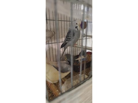 Yerli üretim muhabbet kuşlar