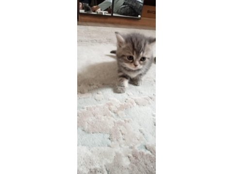 British longhair yavru