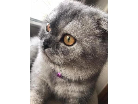 Acil satılık scottish fold