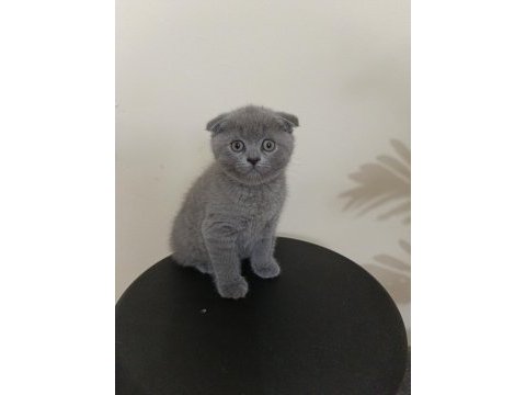 Yeni yuvaya hazır scottish fold bebeklerimiz