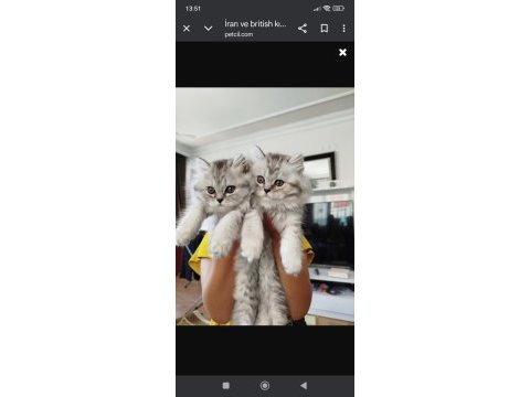 2 aylık 4 yavru 2 dişi 2 erkek çok enerjik kediler