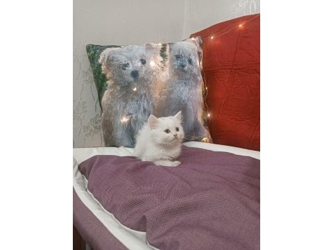 Kar topu british shorthair bebek