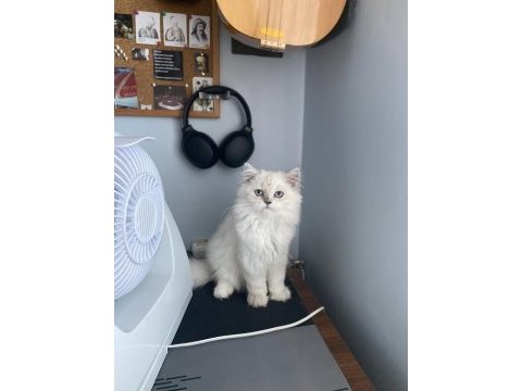 Dişi british longhair 4 aylık