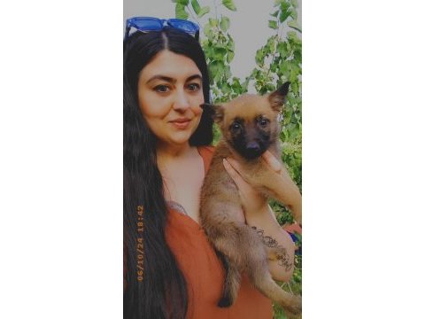 Belçika kurdu malinois yavru