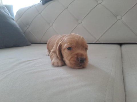 Minik cocker yavrularımız