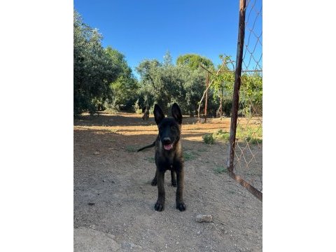 3 aylık malinois yeni yuva arıyor