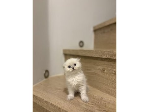 Scottısh fold longhaır yavrularım 