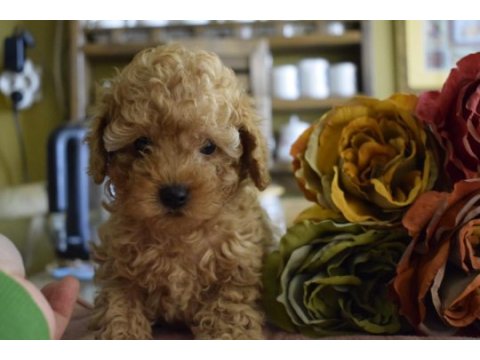 Red brown ve apricot toy poodle yavrularımız