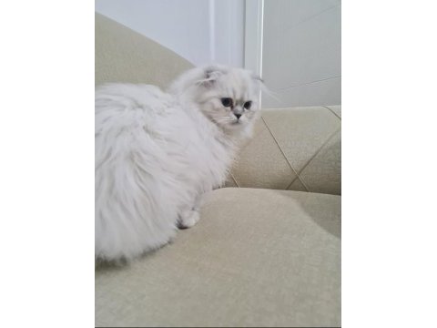 Oğlum yeni yuvasını arıyor scottish fold