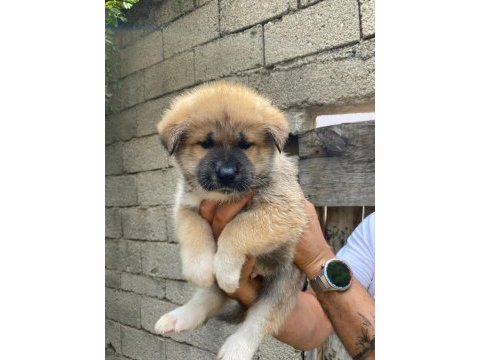 Akita bebekler