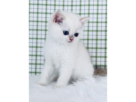 British shorthair erkek yavru ny1233, safkan
