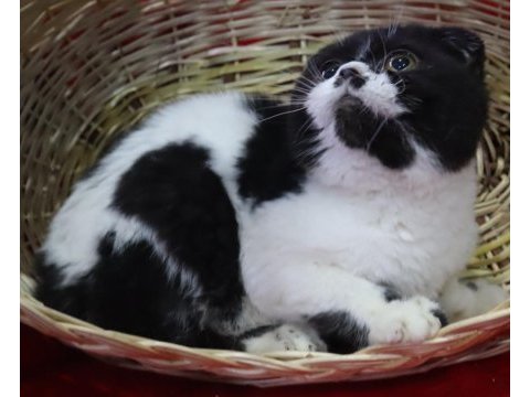 Dişi marjinal renk scottish fold çok güzel yüz hatları
