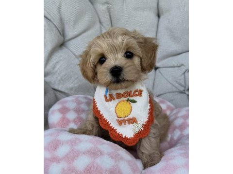 Biblo maltipoo yavruları