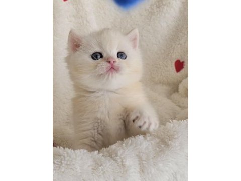 Minik kartopu görünümlü golden british shorthair yavrumuz