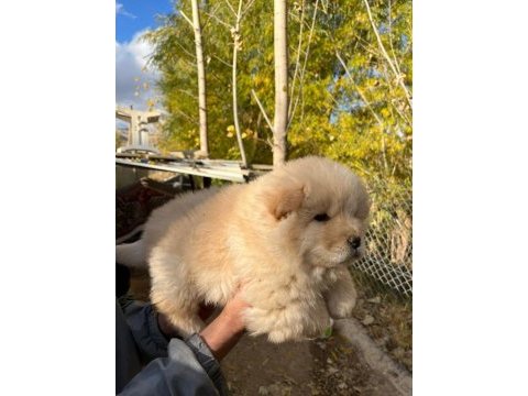 Safkan chow chow yavruları çin aslanı
