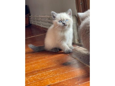 Safkan orjinal blue point scottish fold bebekler