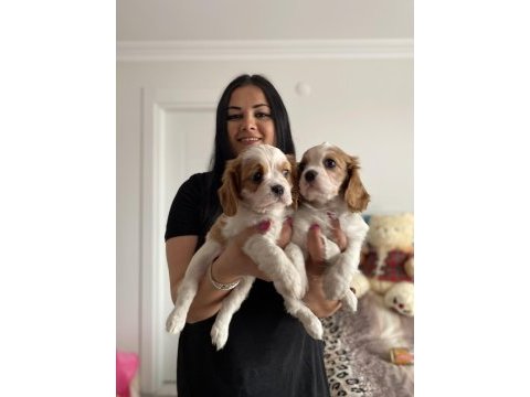 Cavalier king charles yavrularım