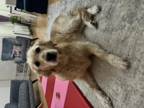 4 yaşında köpeğimiz adı ayran, sahiplendirmek istiyoruz