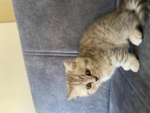 2 aylık dişi british shorthair