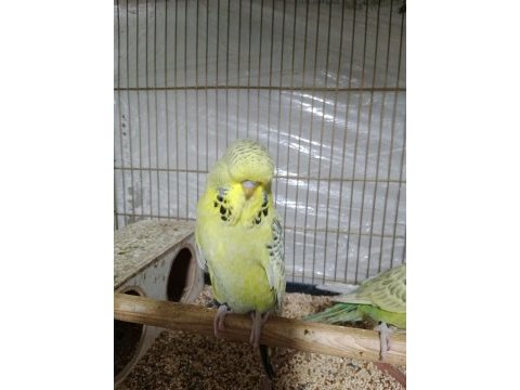 Konuşturmalık renk güzeli show jumbo muhabbet kuşlar