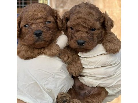 Toypoodle yavruları elite seri burada