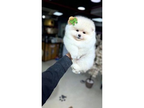 Gülen yüz pomeranian boo