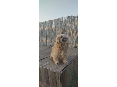 3 yaşında dişi pekingese yeni yuvasını arıyor