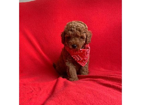 Safkan toy poodle bebekler