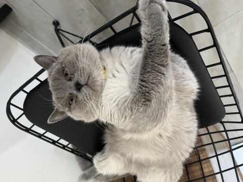 British shorthair kedimize yeni yuva arıyoruz