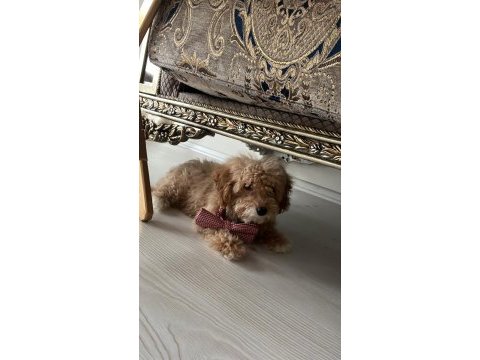 A class maltipoo yavrular