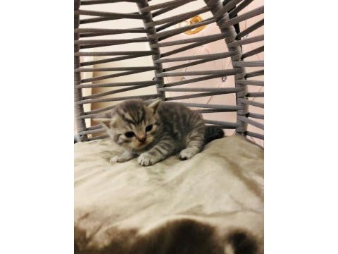 British shorthair yavru kedilerimiz yeni evlerini arıyor
