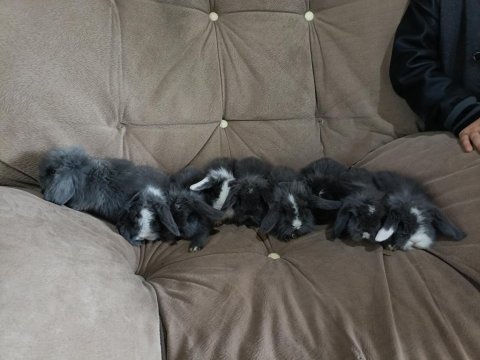 Safkan hollanda lop tavşan yavruları